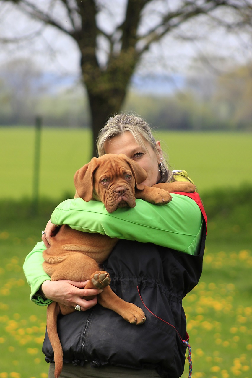 bordeaux dog dogue free photo