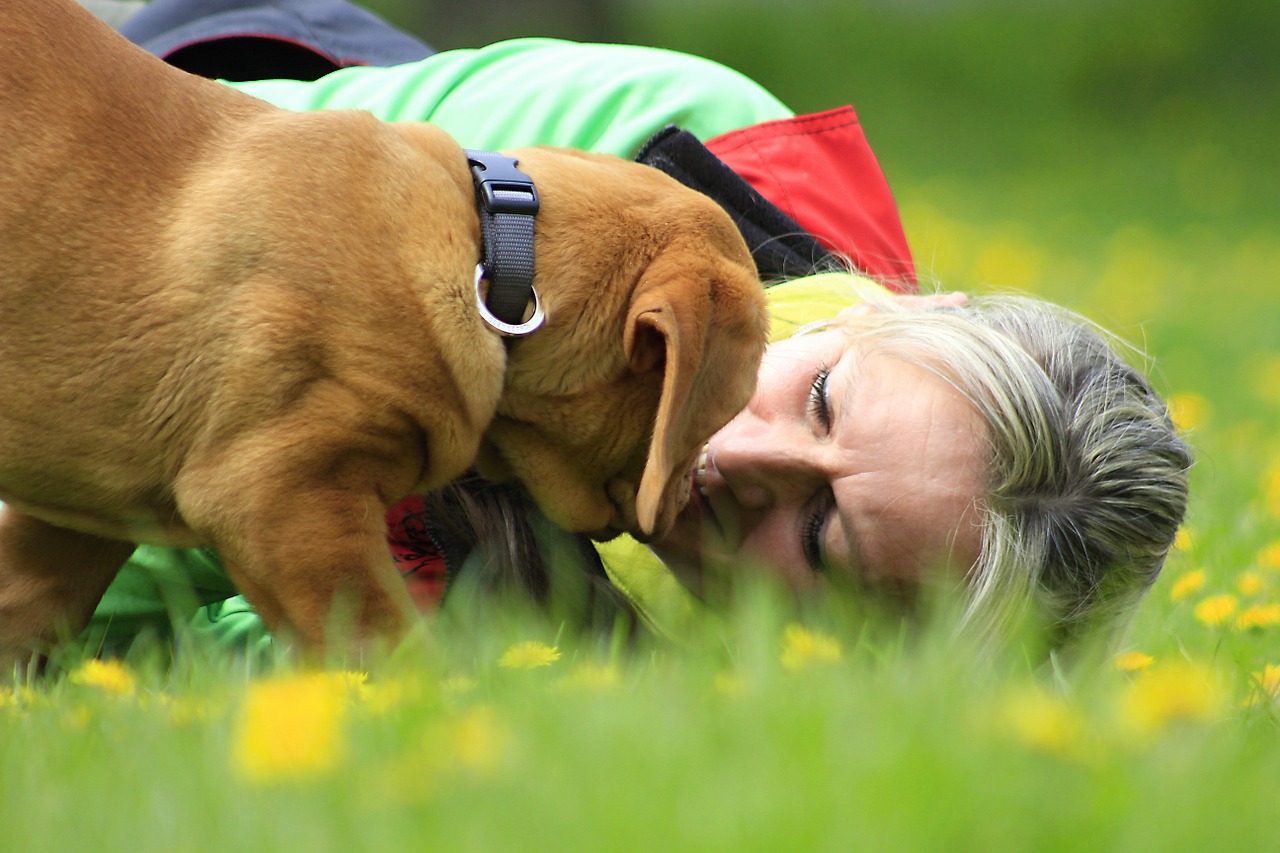 bordeaux dog dogue free photo