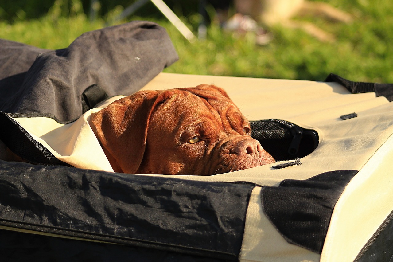 bordeaux dogue de free photo