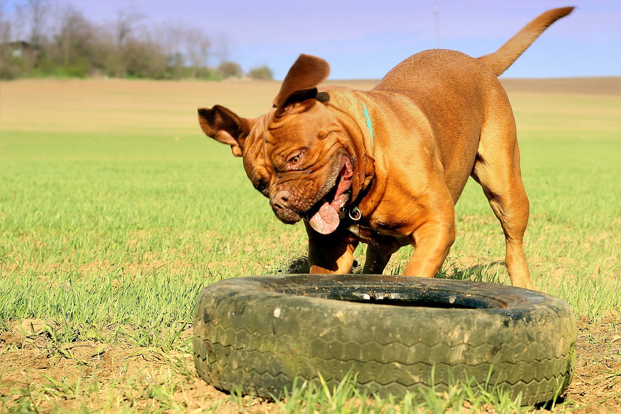 bordeaux mastiff dog free photo