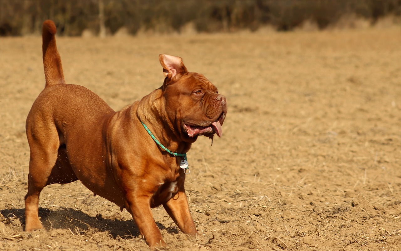 bordeaux mastiff dog free photo