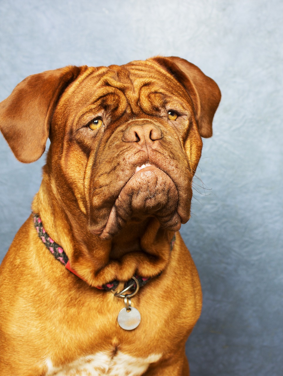 bordeaux mastiff dog free photo