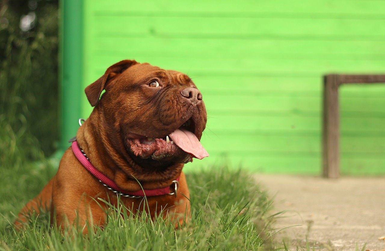 bordeaux mastiff dog free photo