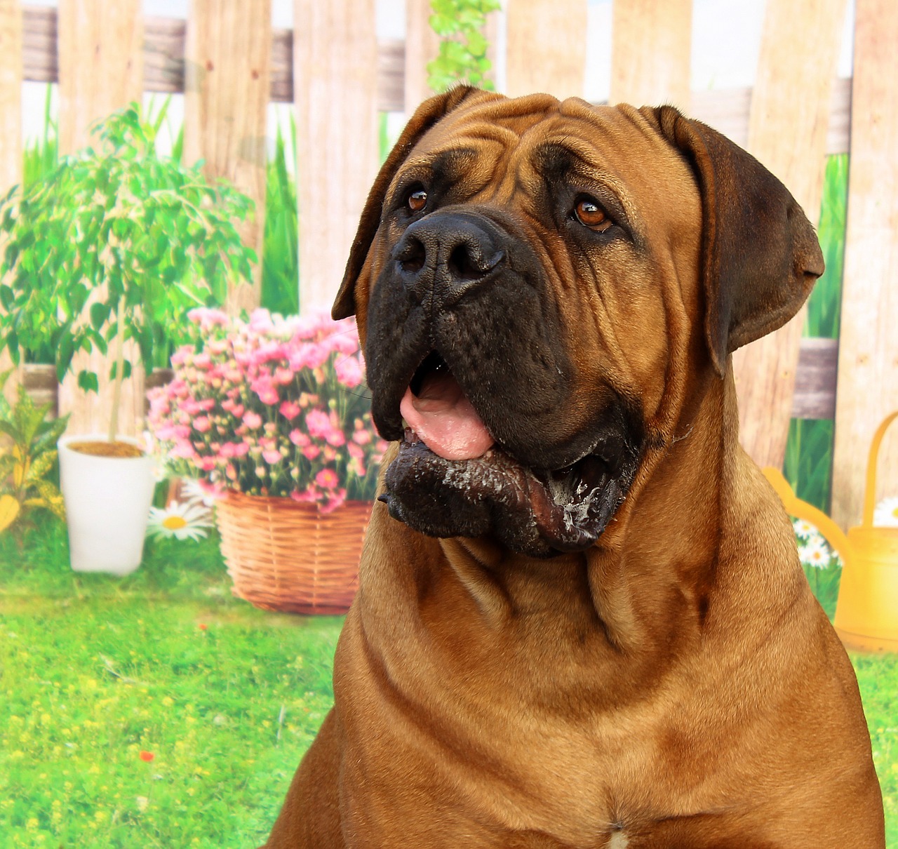 bordeaux mastiff dog free photo