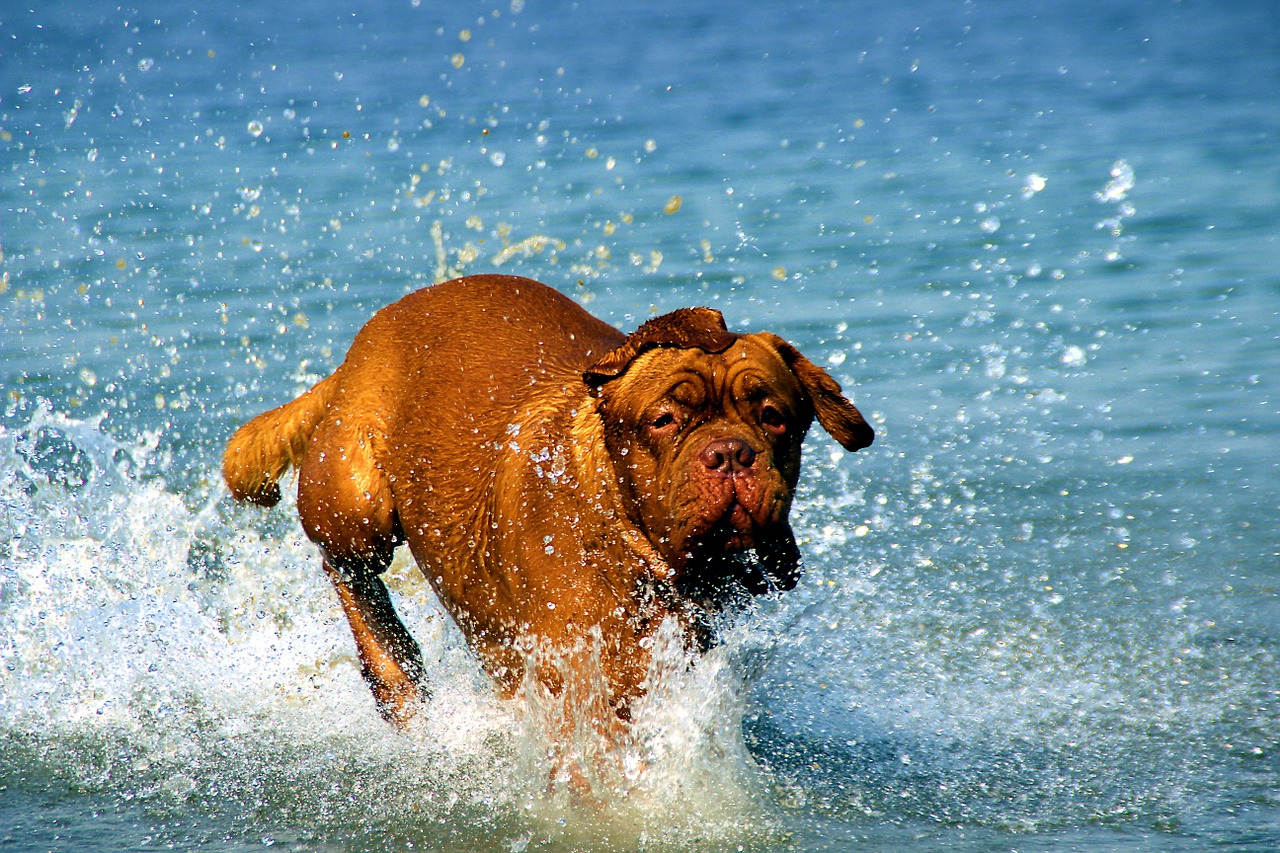 bordeaux dog de free photo