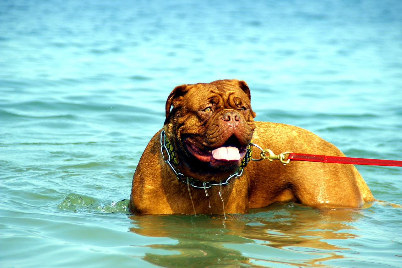 bordeaux dog de free photo