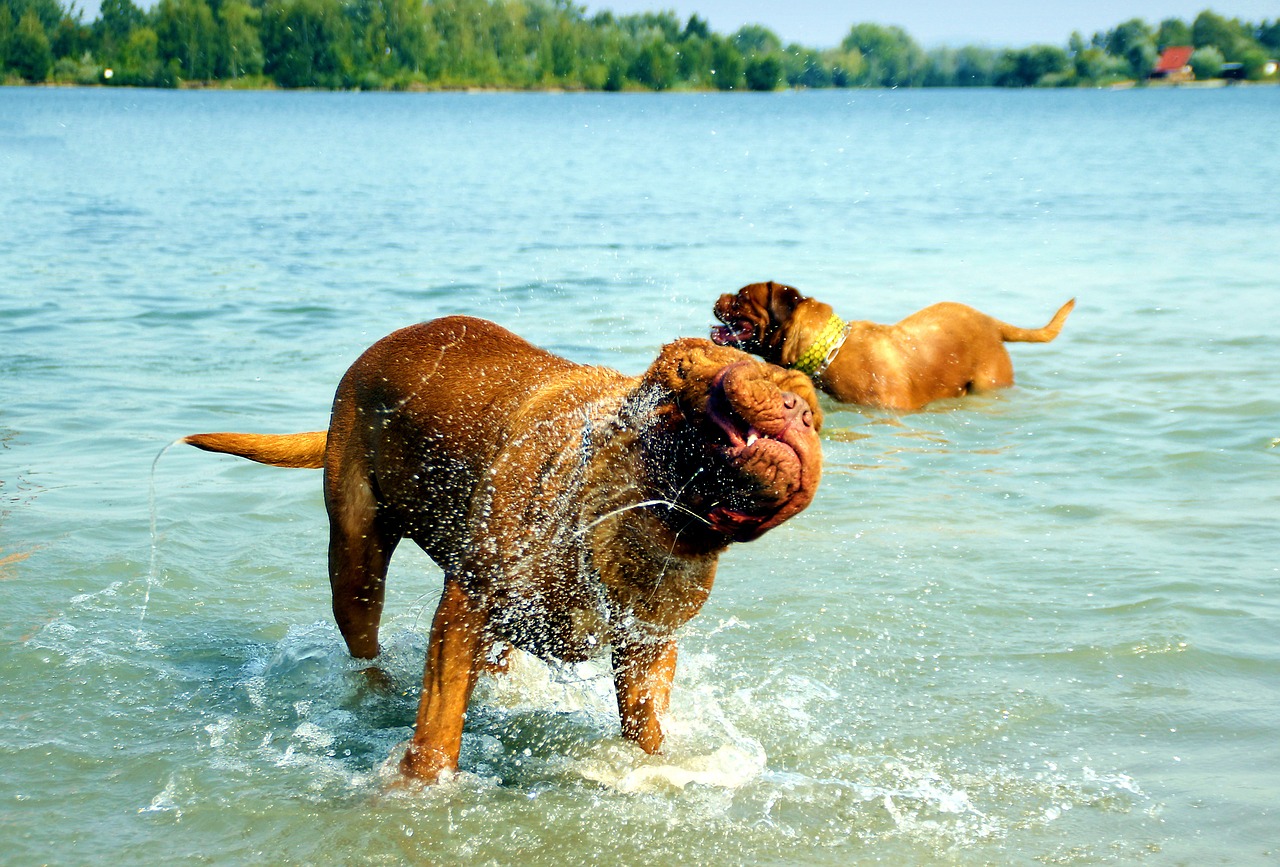 bordeaux dog de free photo