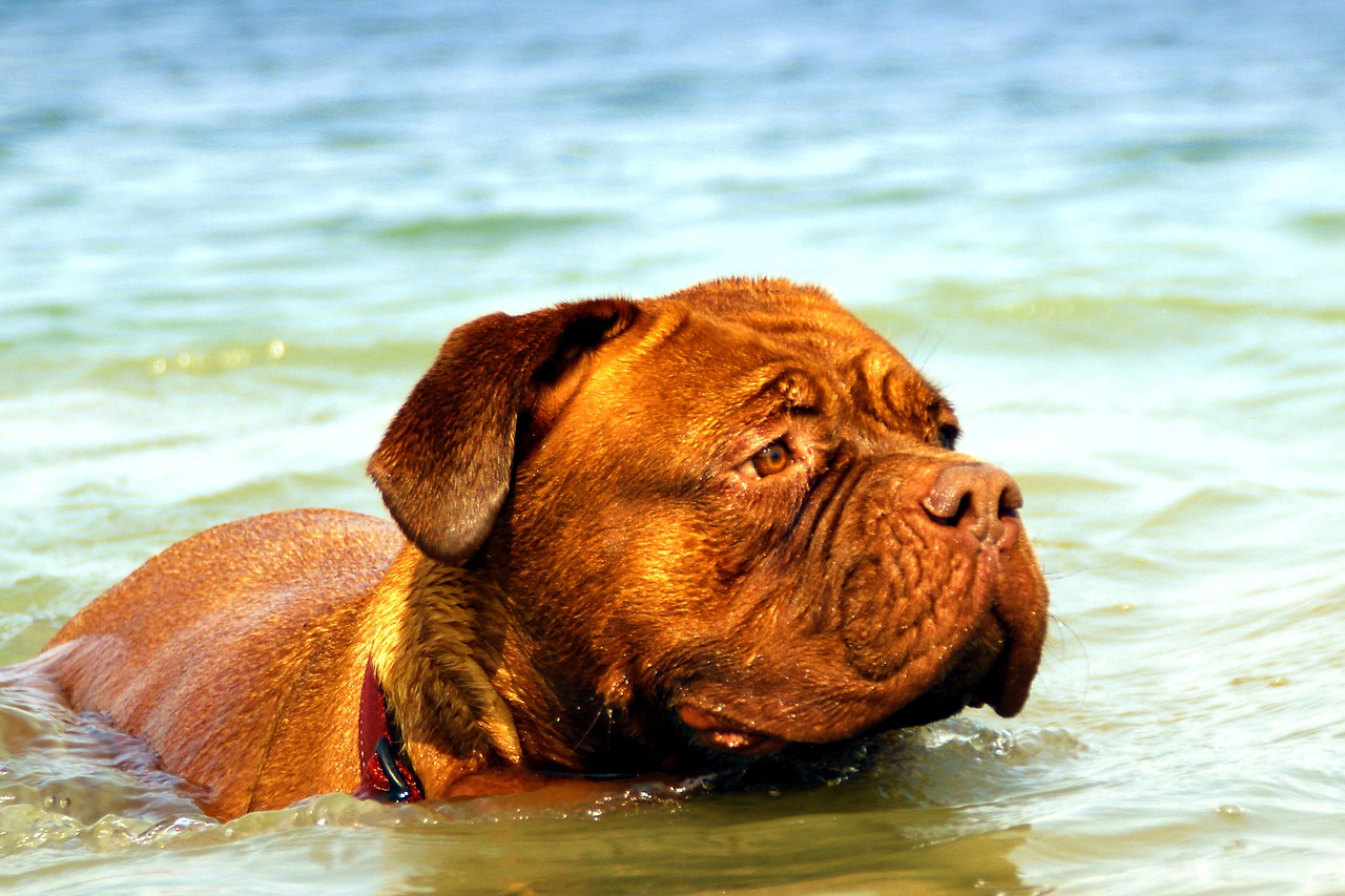 bordeaux dog de free photo