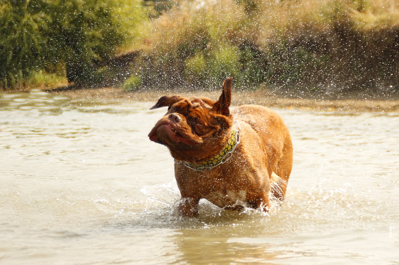 bordeaux dog de free photo