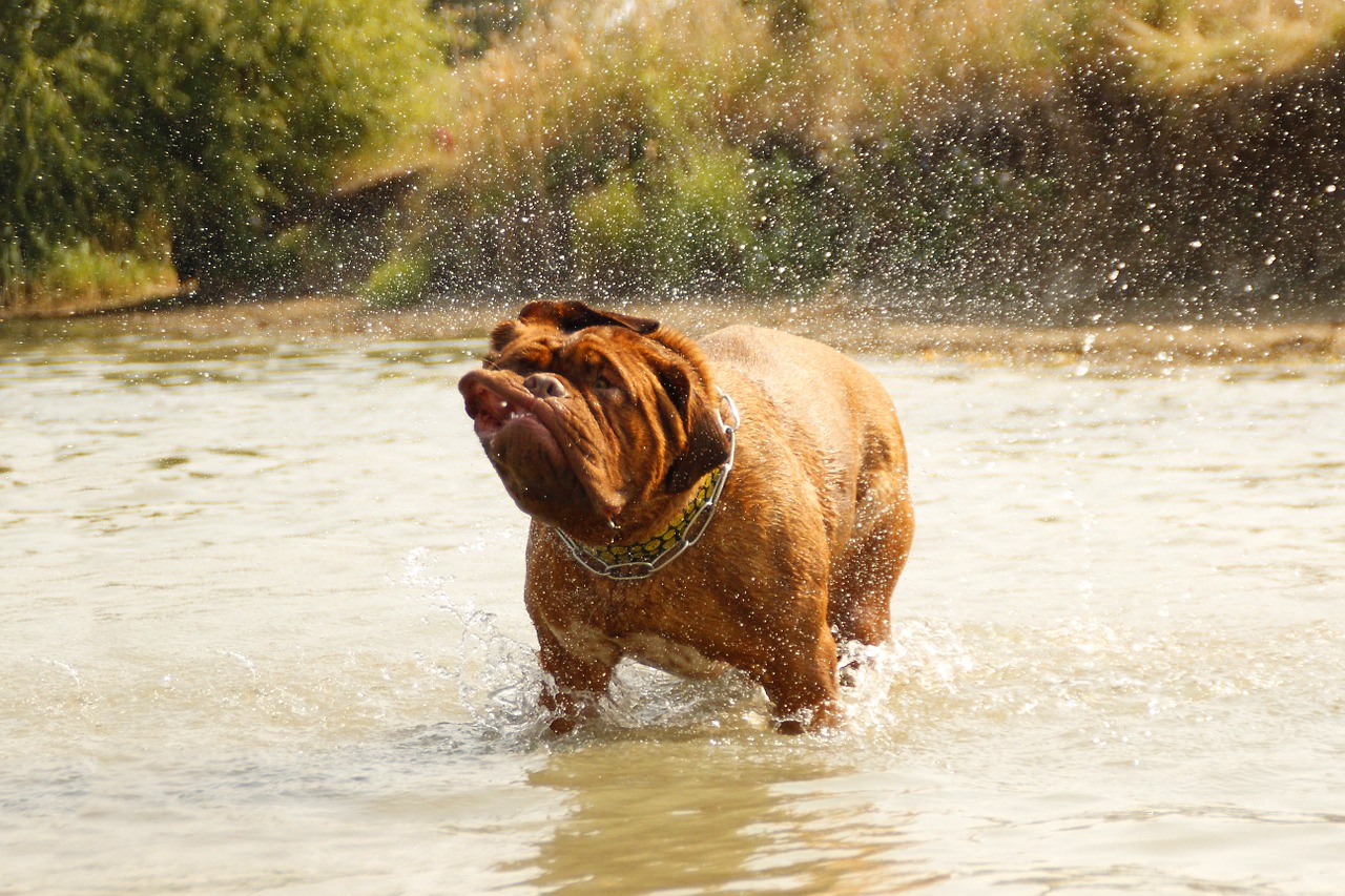 bordeaux dog de free photo