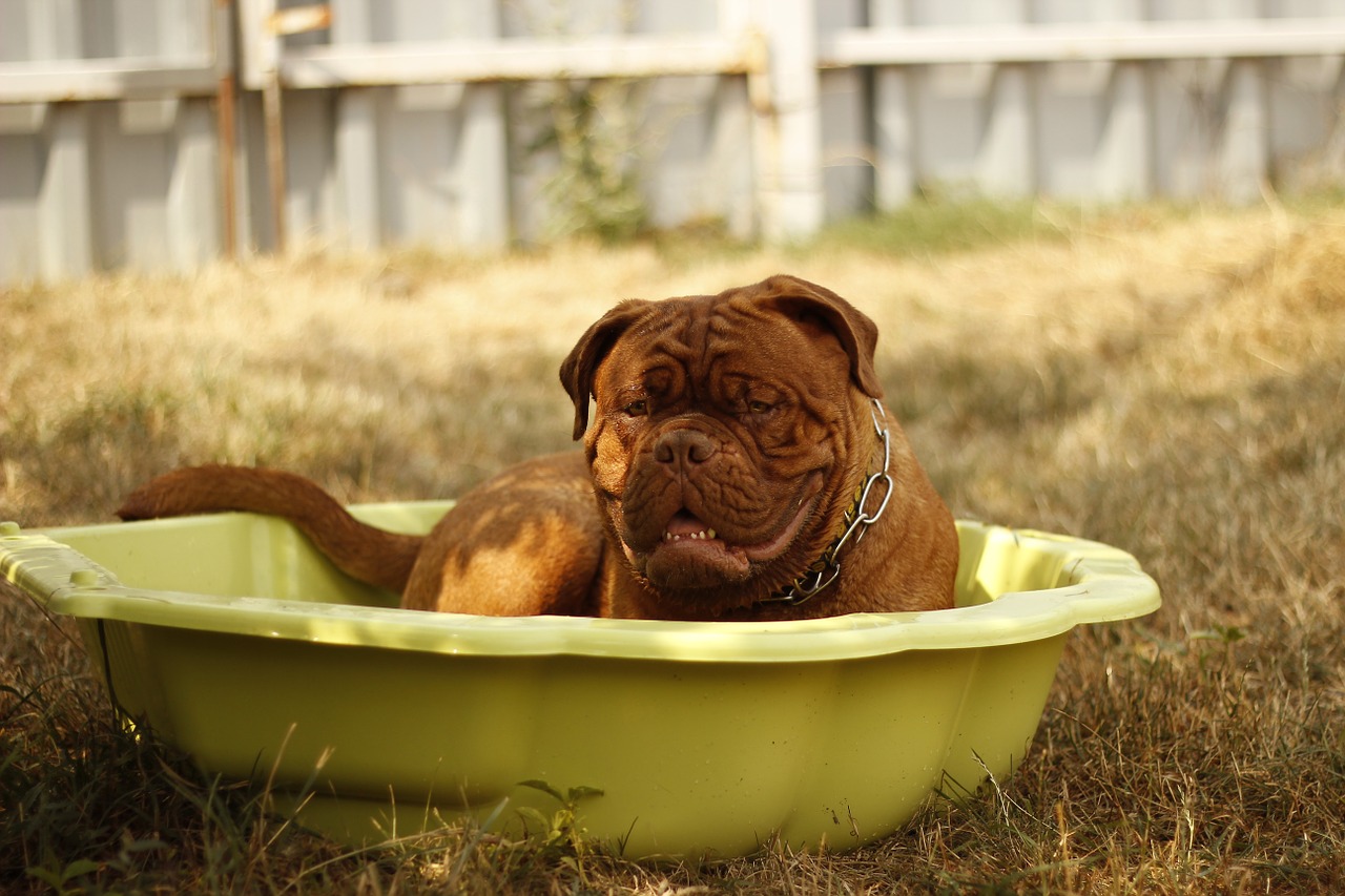 bordeaux dog summer free photo