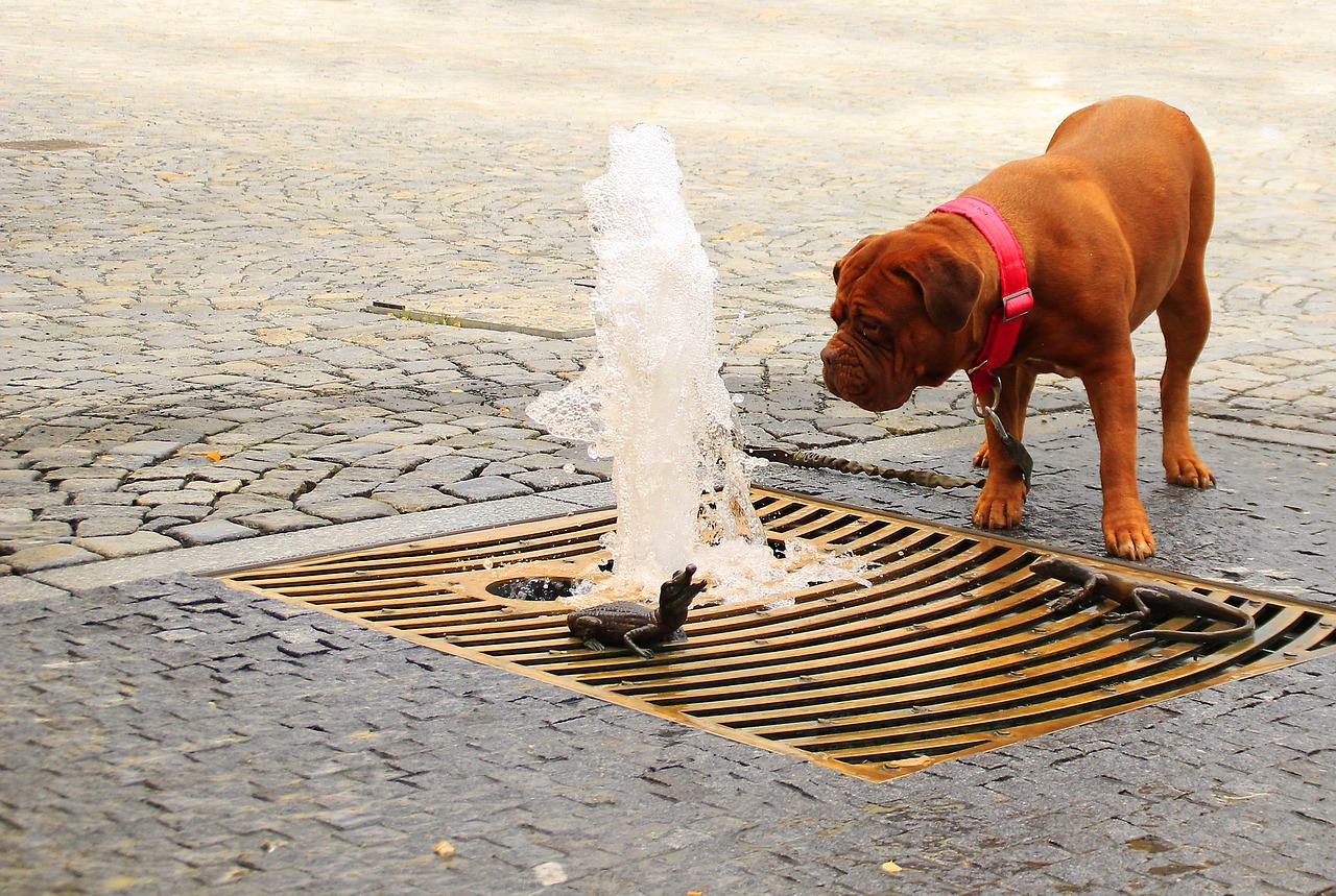 dogue bordeaux street free photo