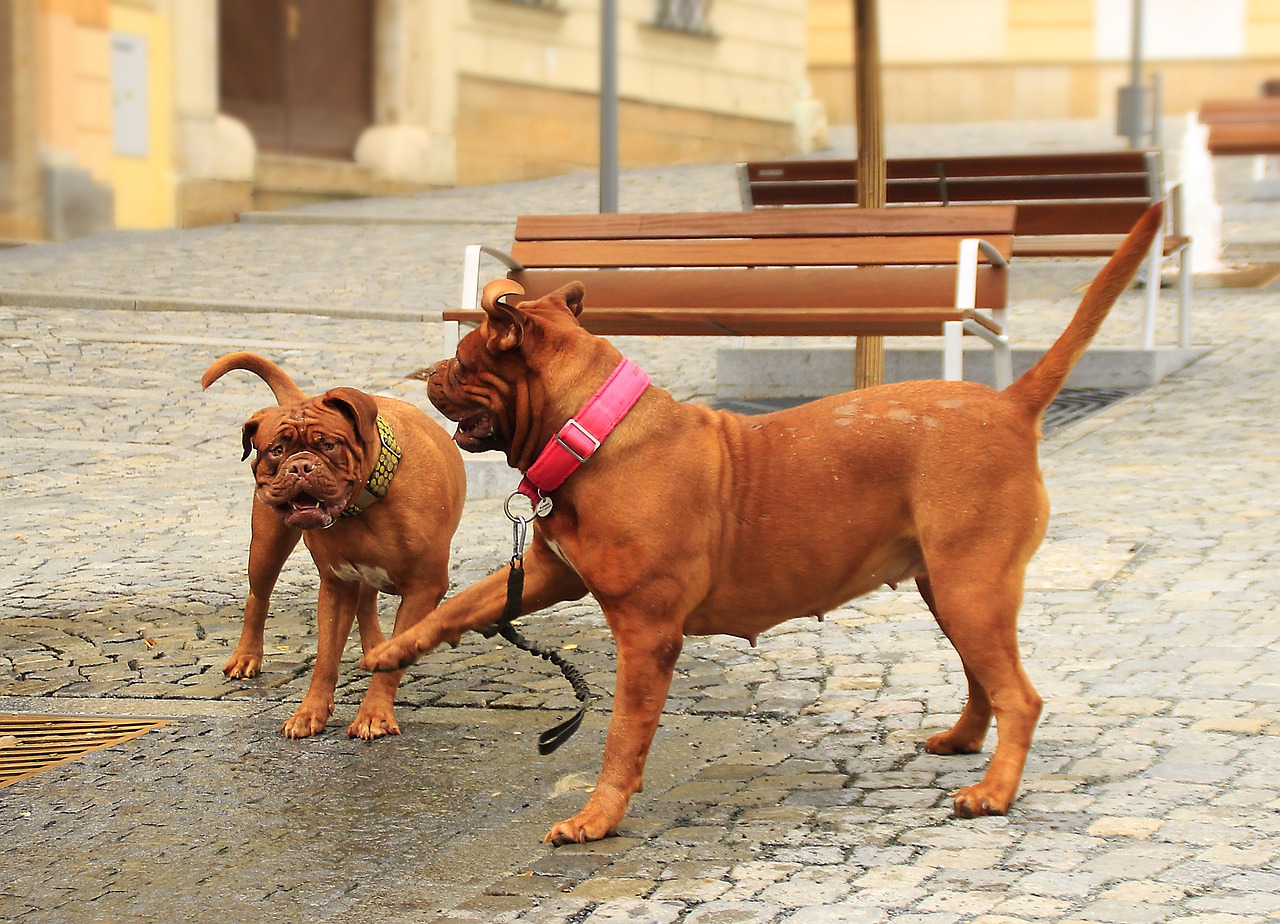 bordeaux de dogue free photo