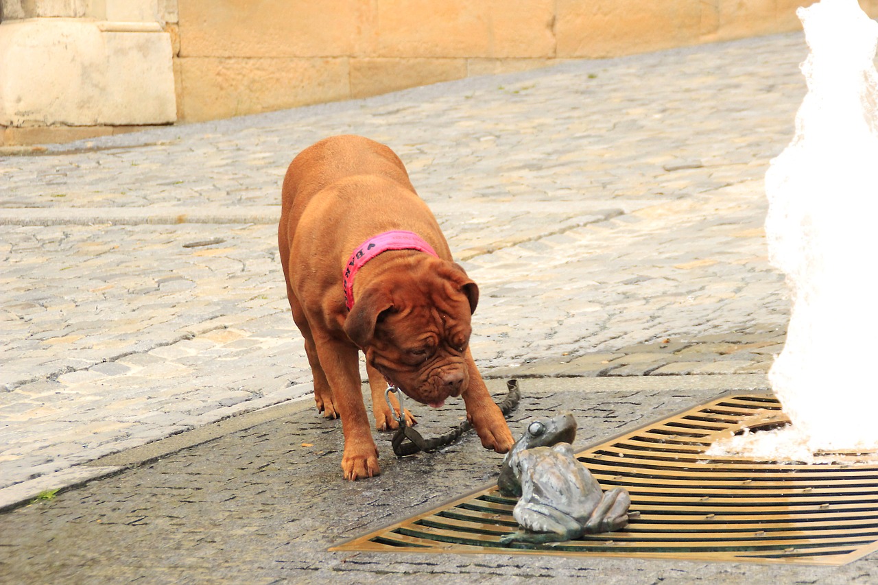 bordeaux de dogue free photo