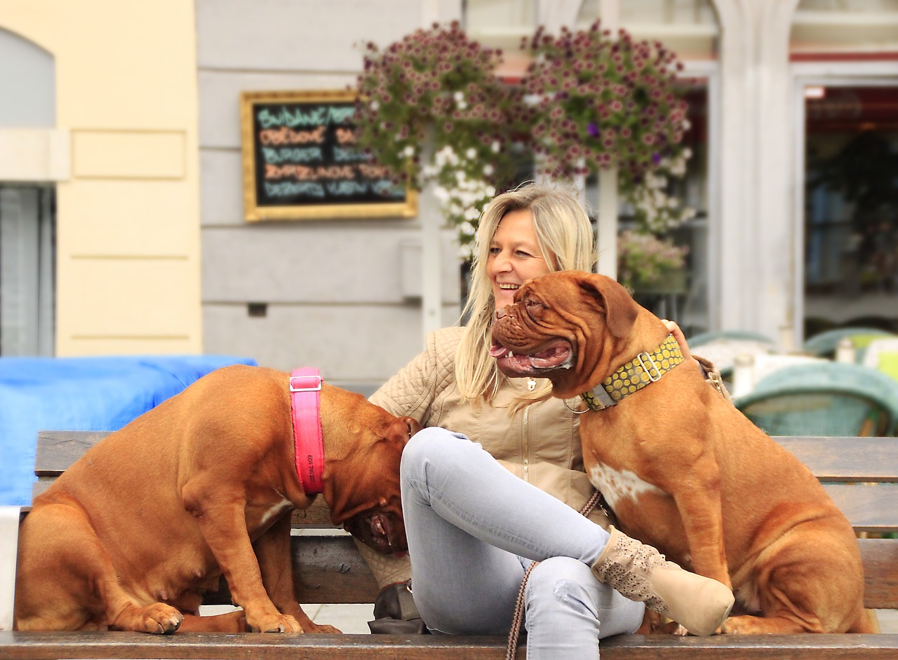 bordeaux de dogue free photo