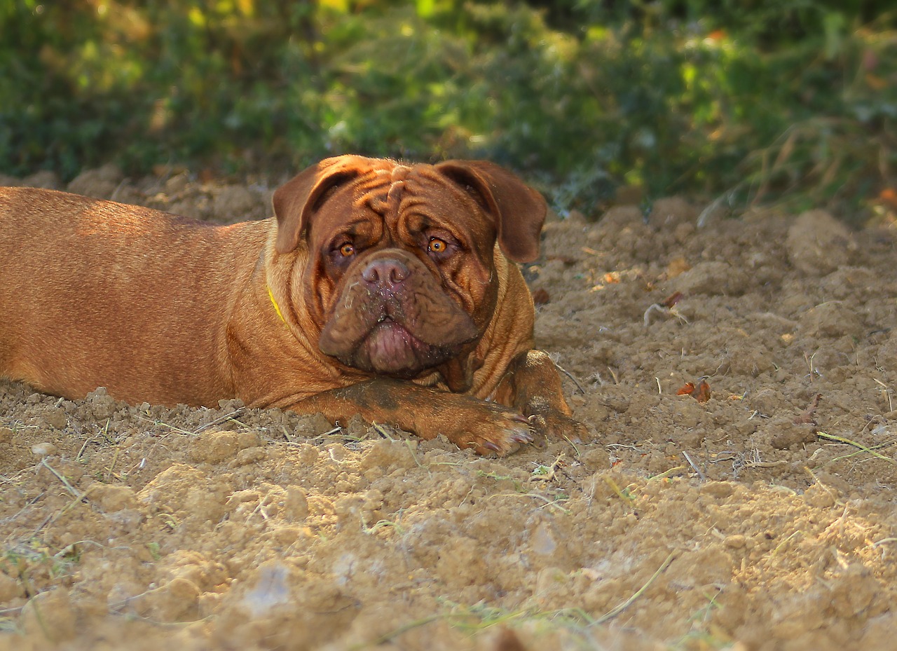 bordeaux dog dogue free photo