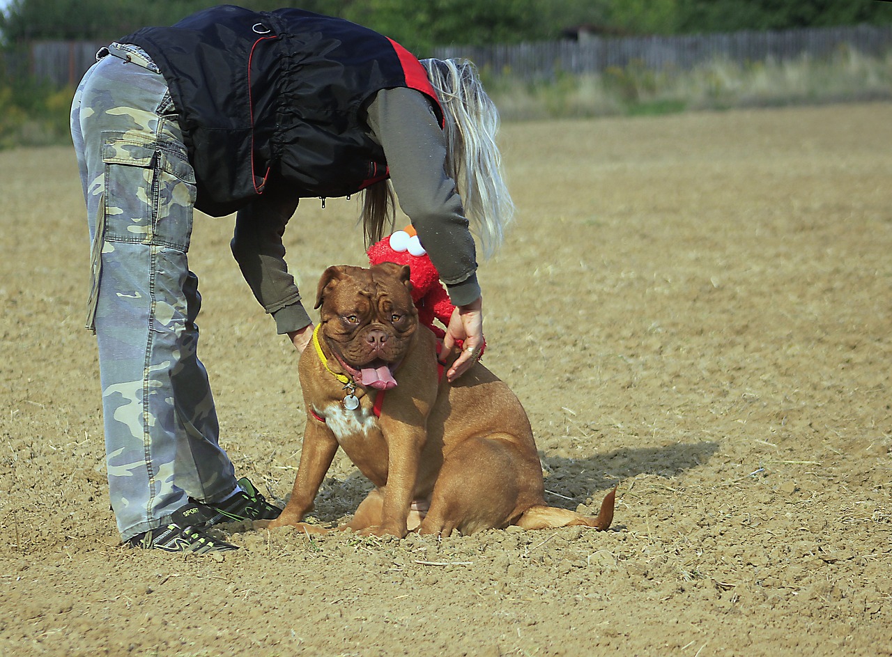 bordeaux de mastiff free photo