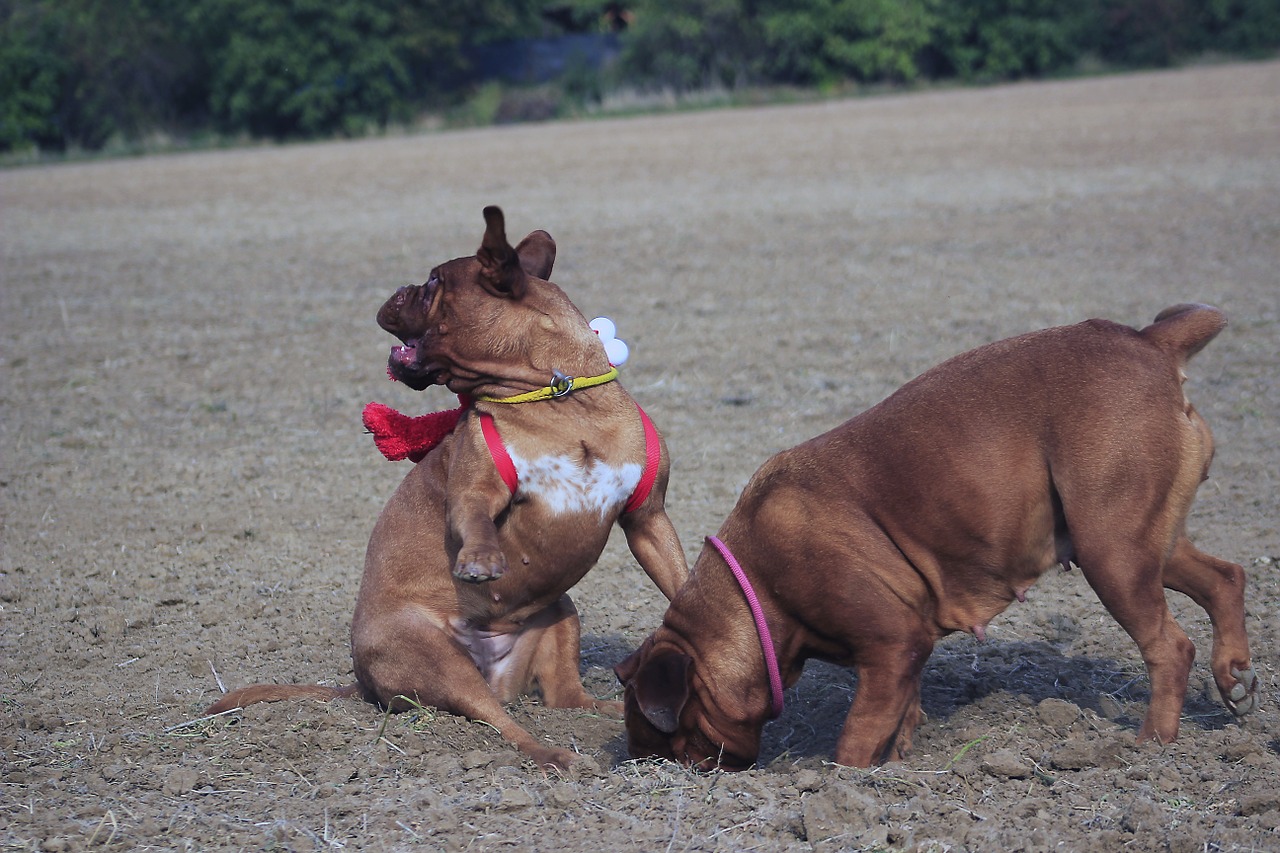 bordeaux mastiff dog free photo