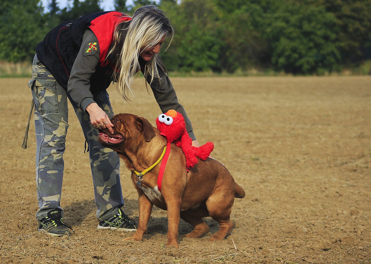 bordeaux de mastiff free photo