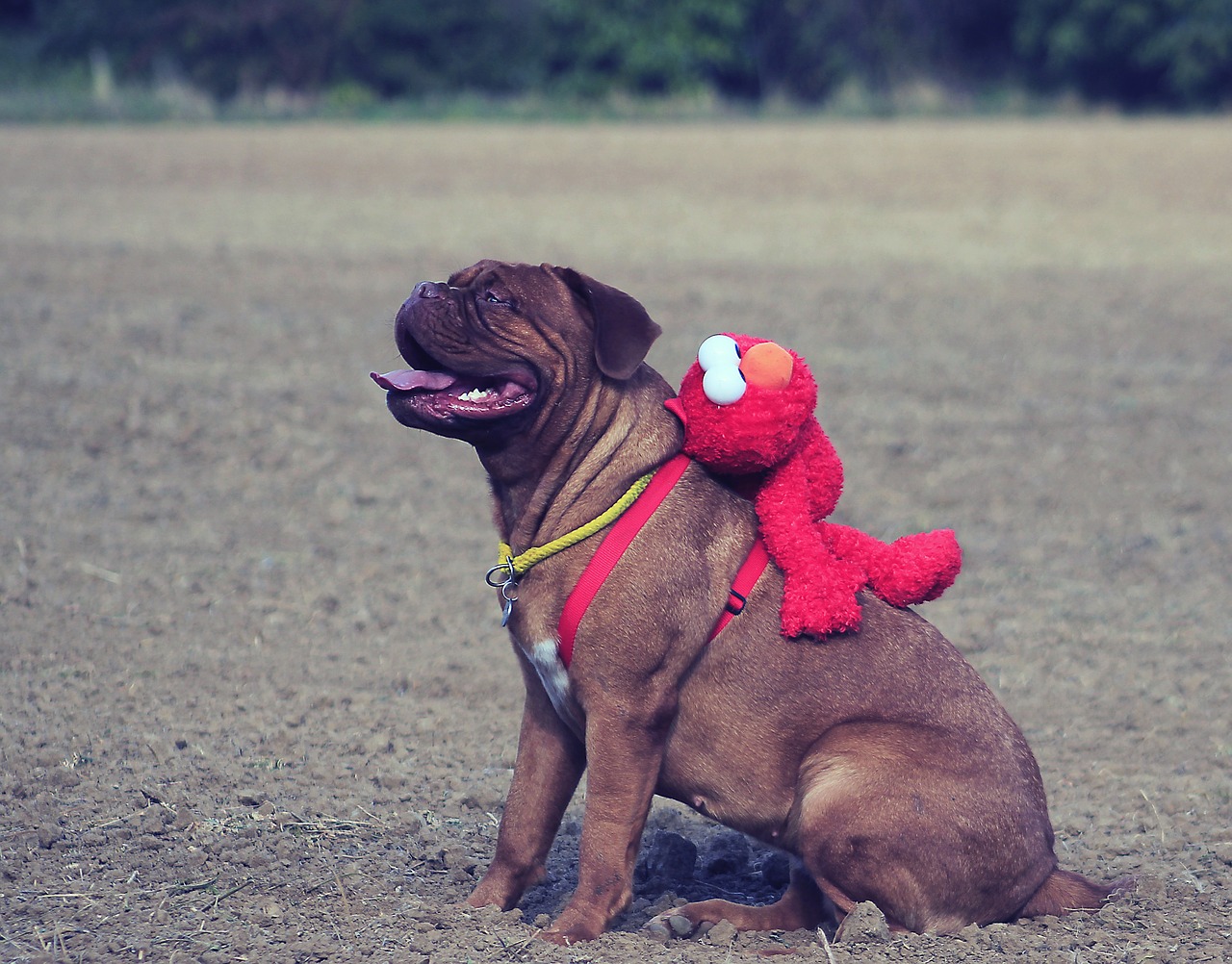 bordeaux de mastiff free photo