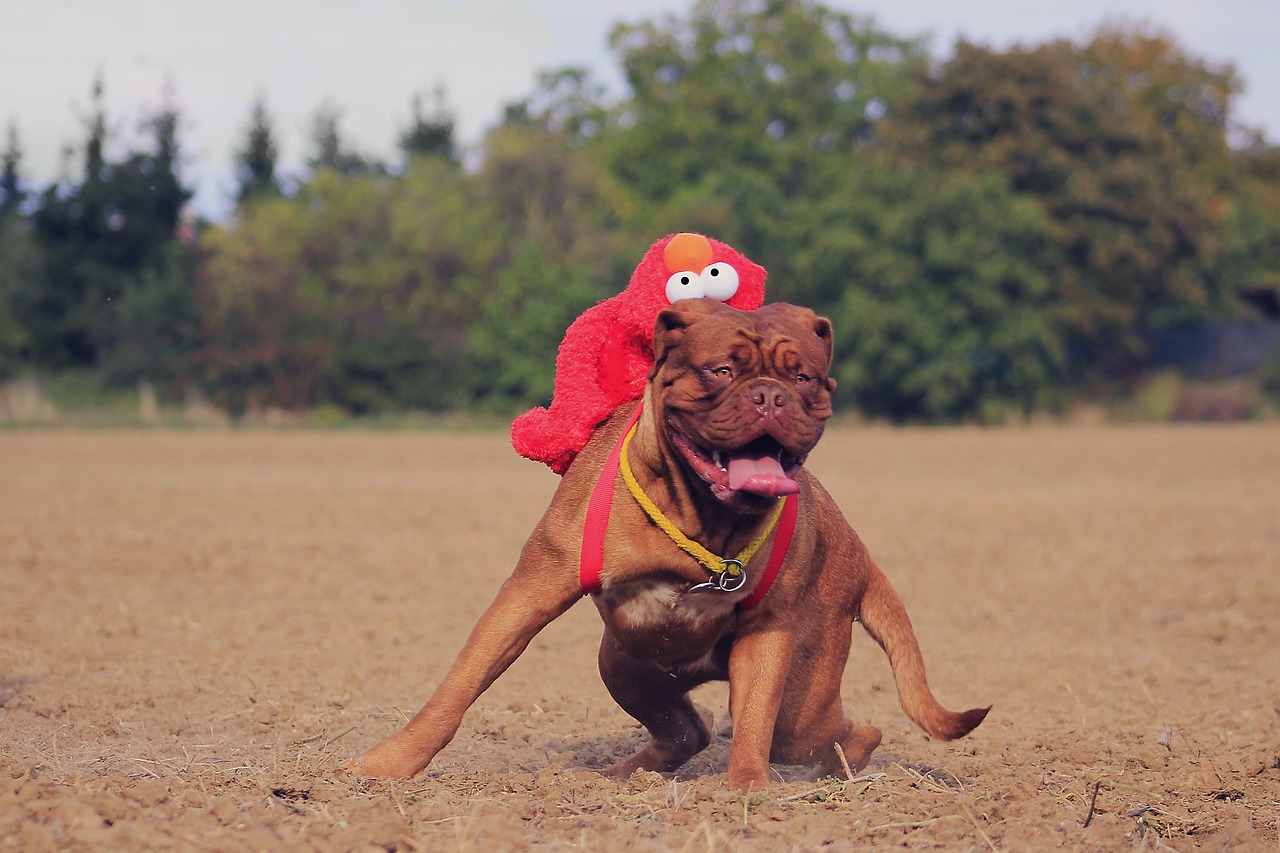 bordeaux mastiff dog free photo