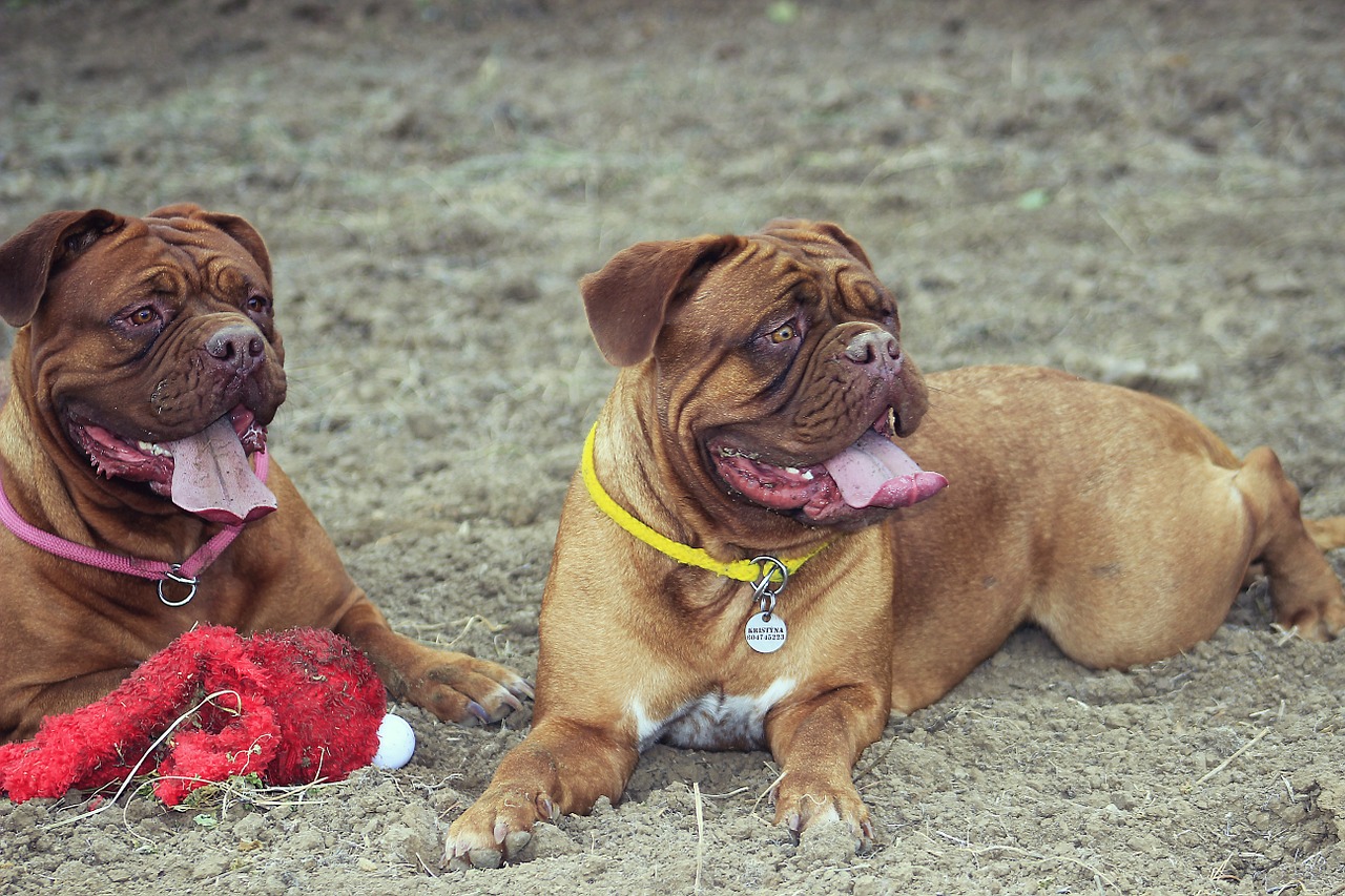 bordeaux de mastiff free photo