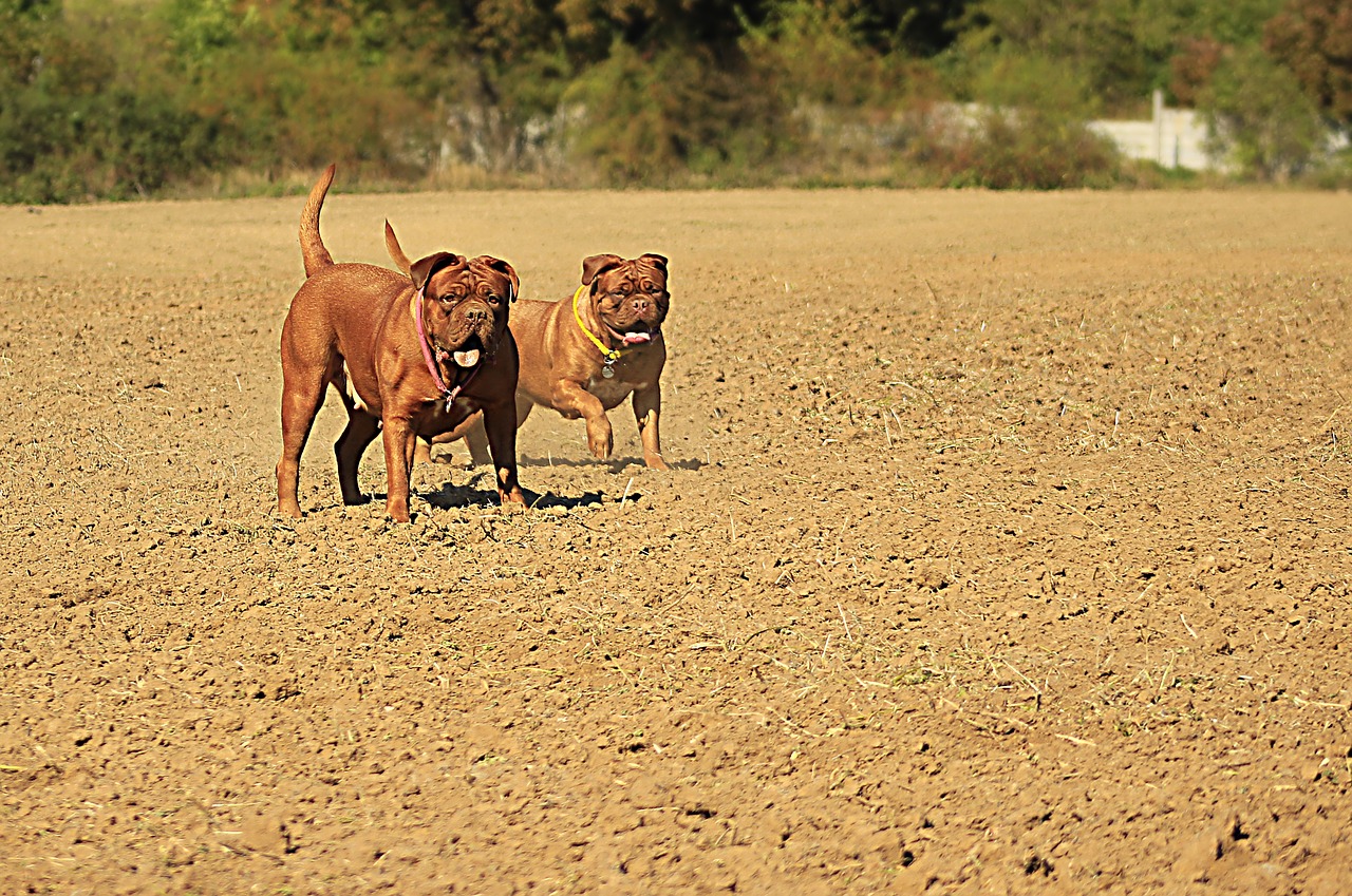 bordeaux dogue dog free photo