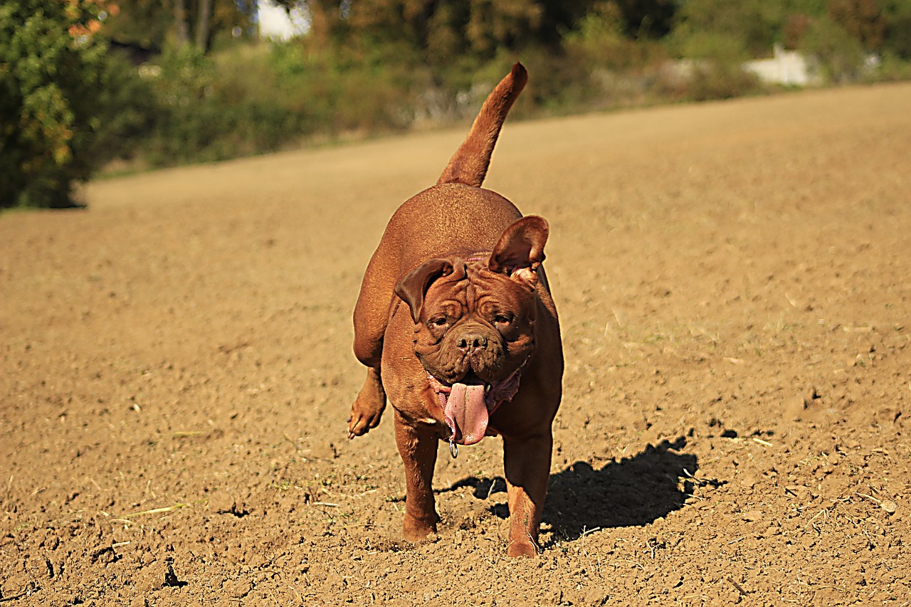 bordeaux de mastiff free photo