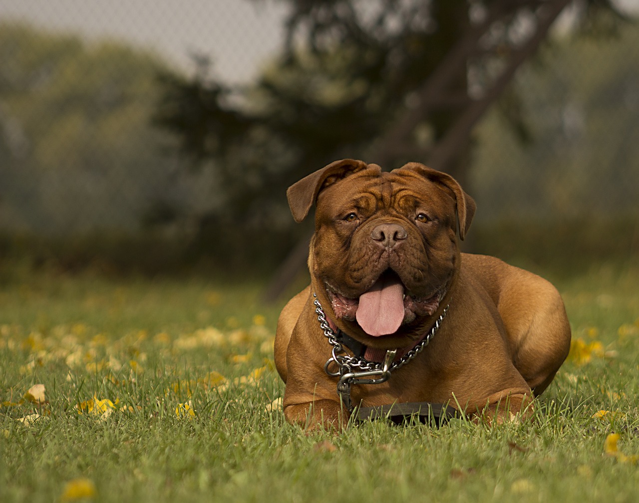 bordeaux dog dogue free photo