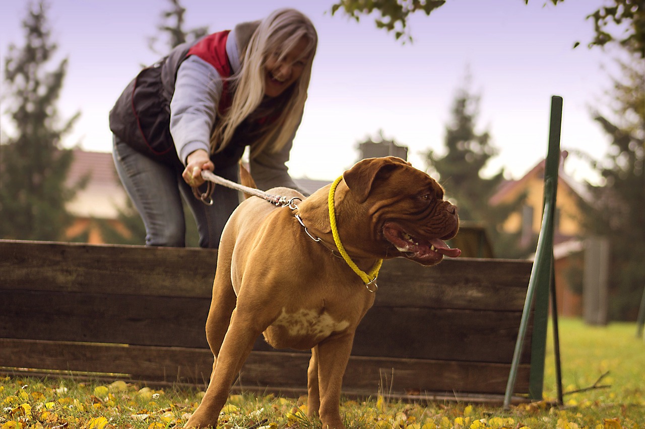 bordeaux dog mastiffs free photo