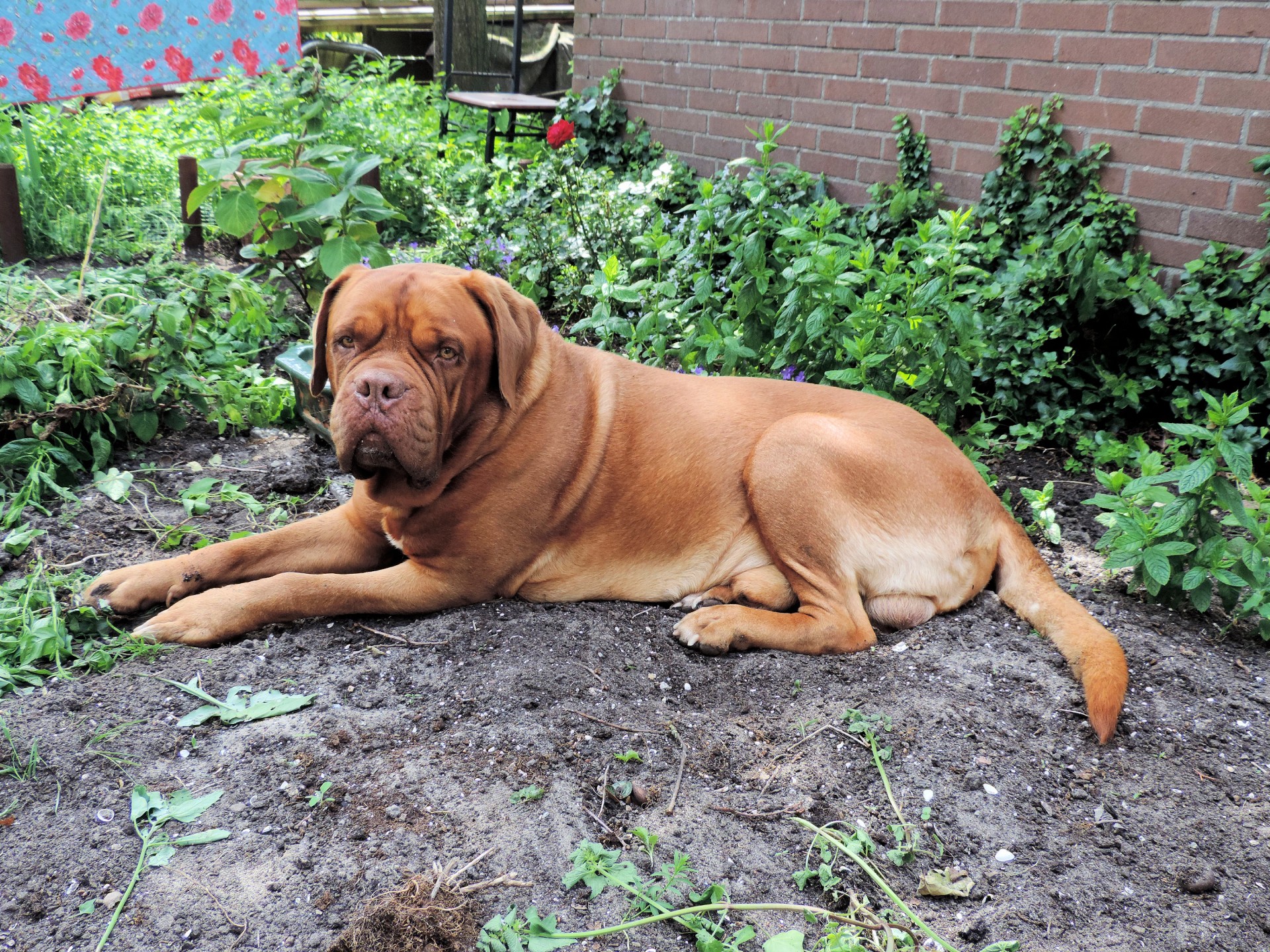 dogue de bordeaux dog animal free photo