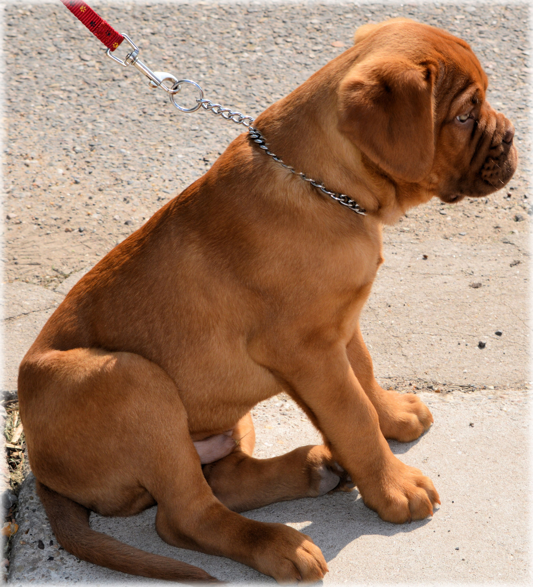 dogue de bordeaux puppy dog pet free photo