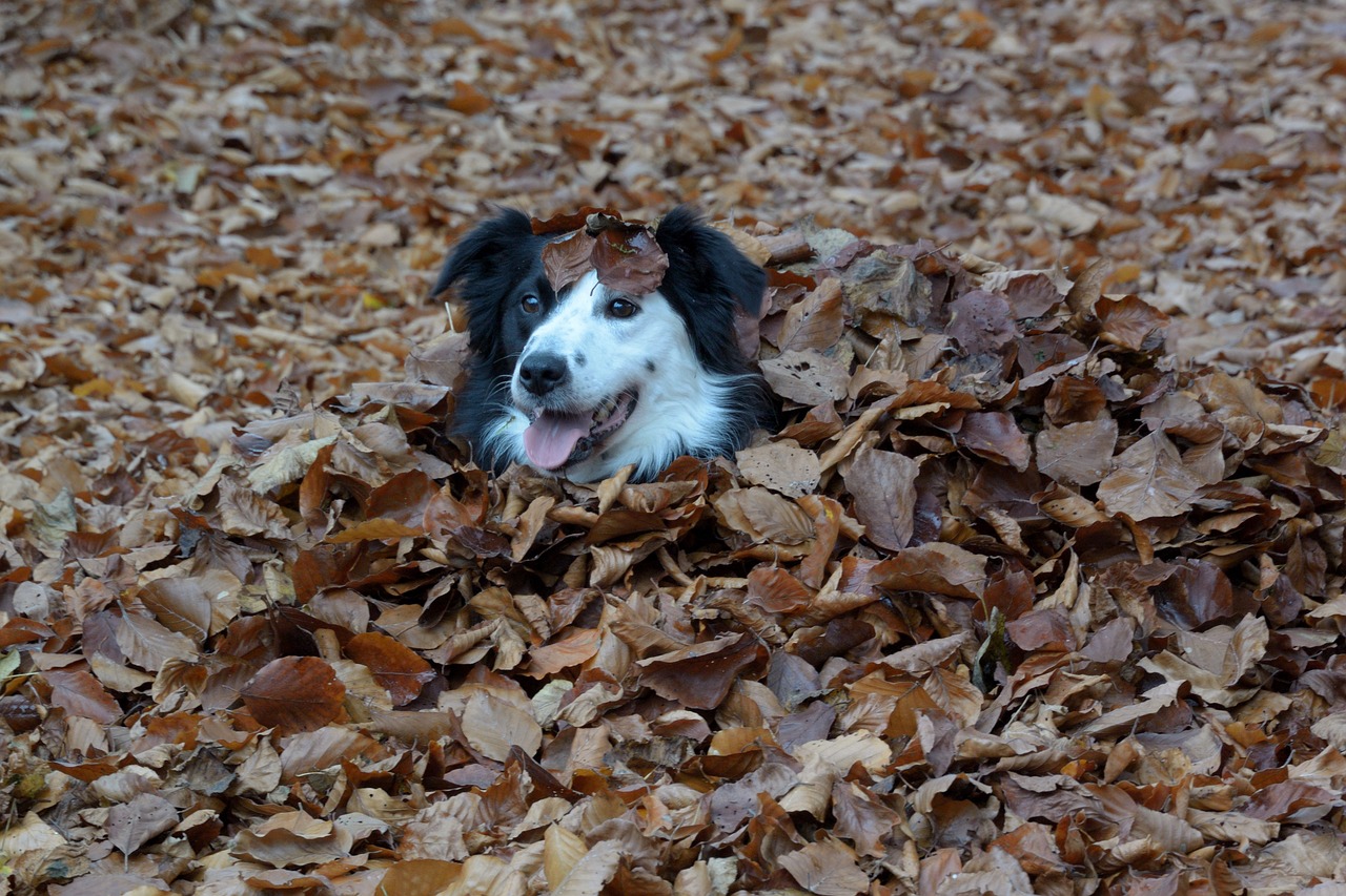 border border collie british sheepdog free photo