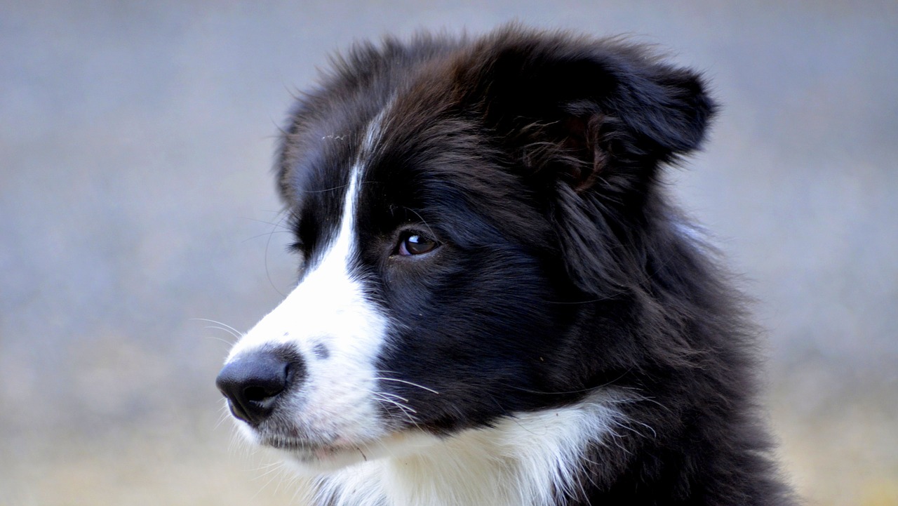 border dog british sheepdog free photo