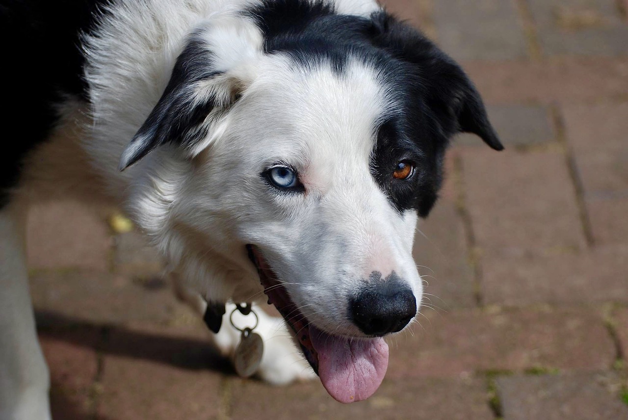 border collie dog free photo