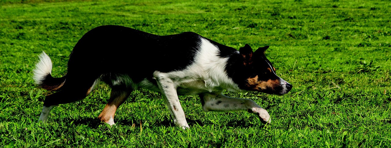border collie dog free photo