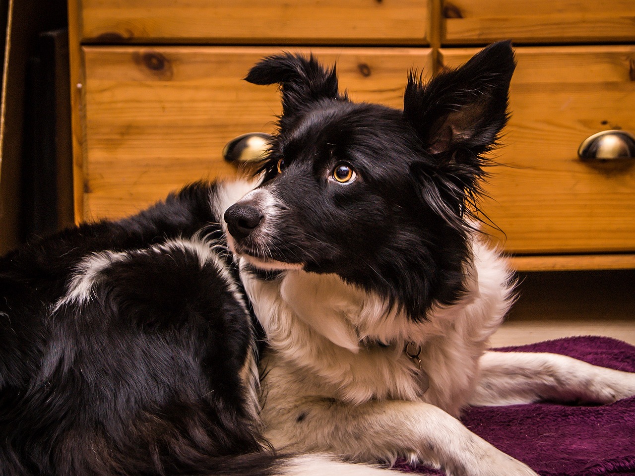 border collie dog free photo