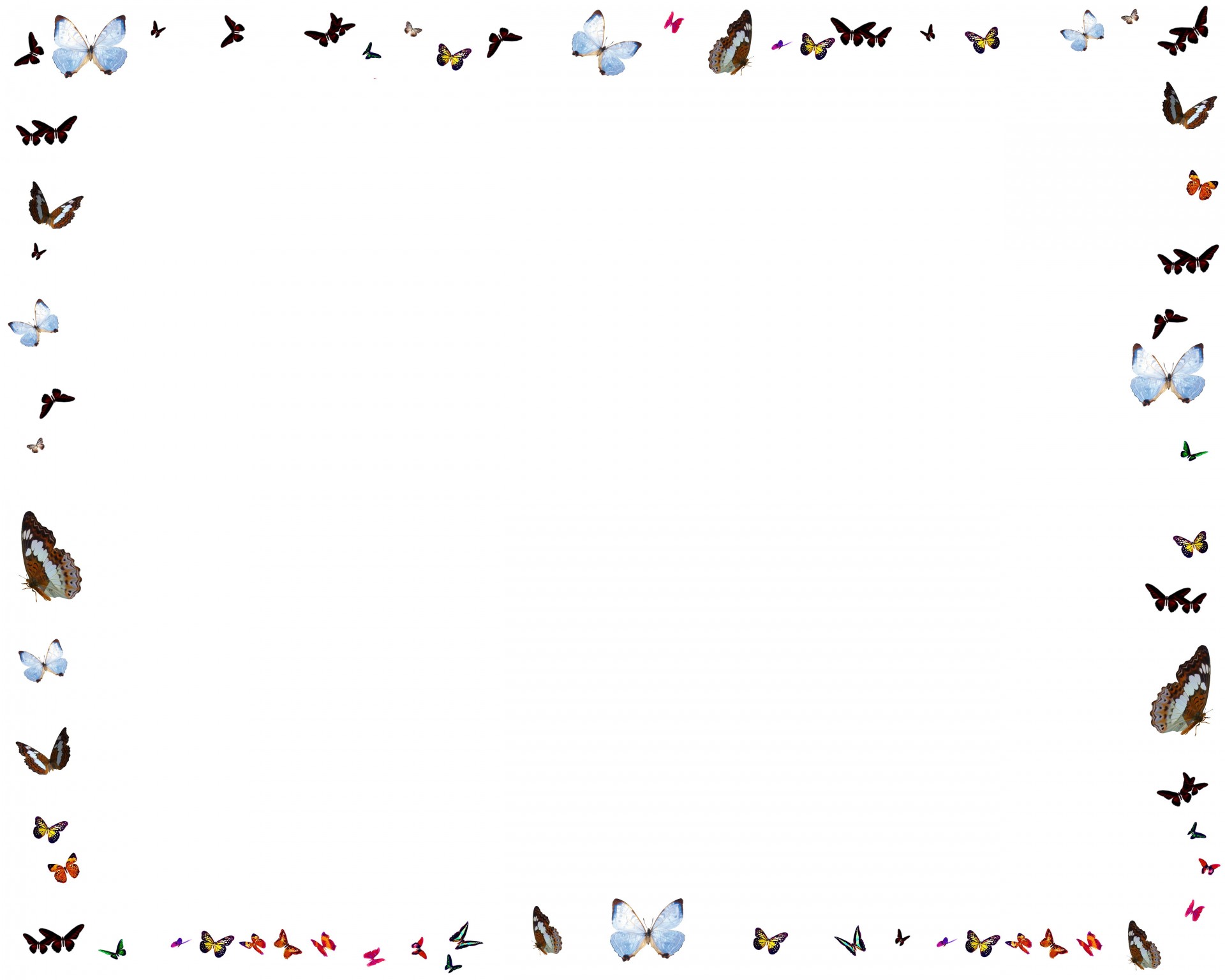 butterfly border white background free photo