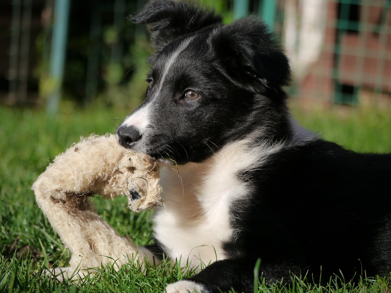 border collie puppy dog free photo