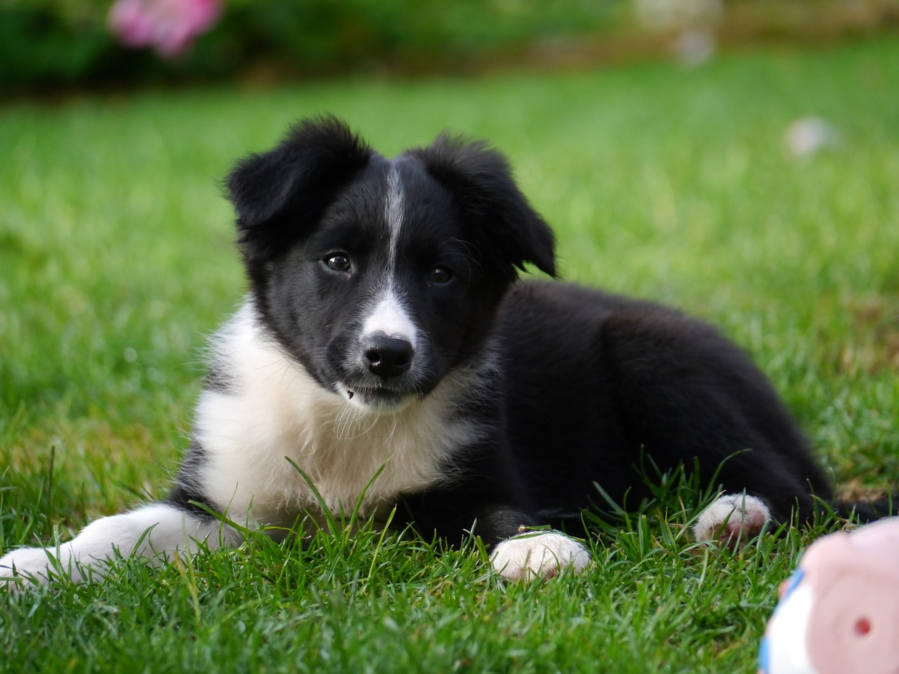 border collie puppy dog free photo