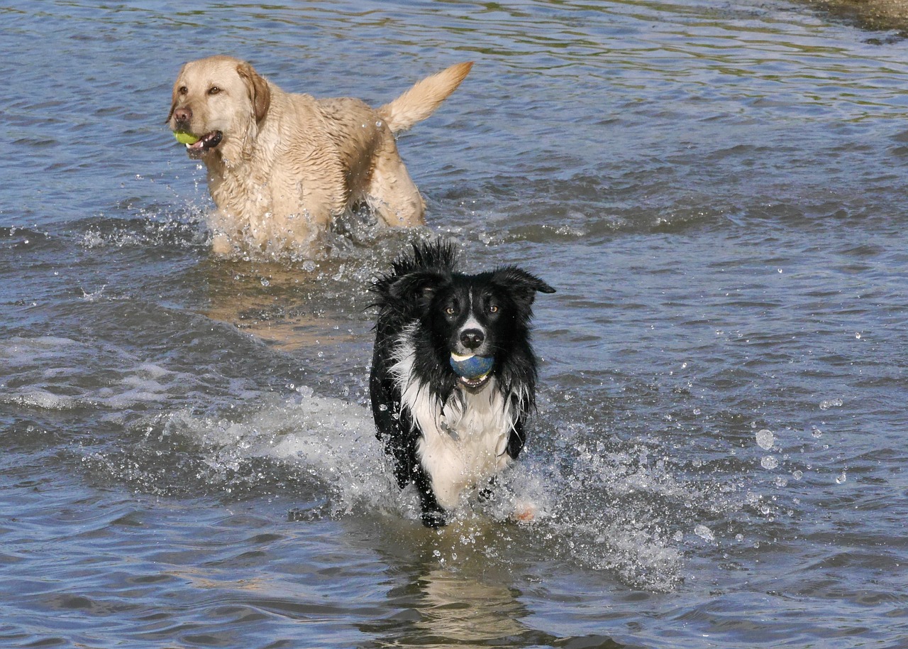 border collie golden retriever anumals free photo