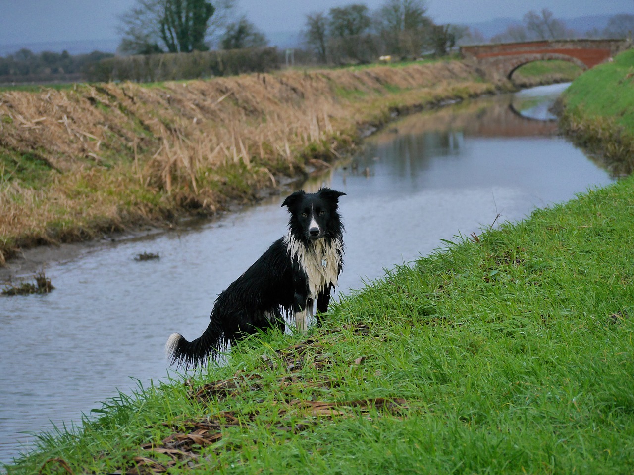 border collie rive bridge free photo