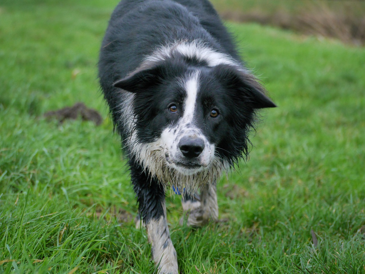 border collie dog collie free photo