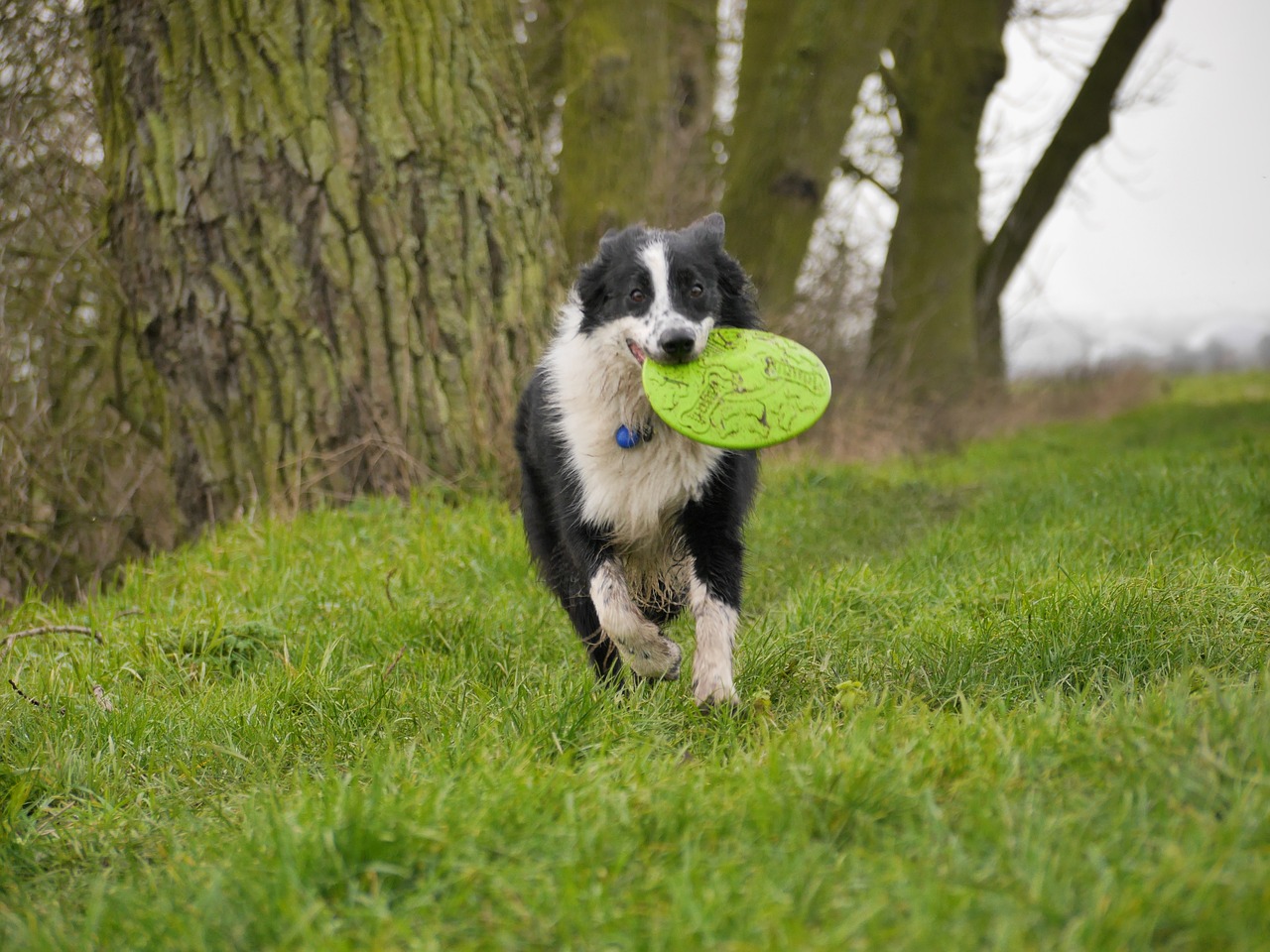 border collie dog frisbee free photo