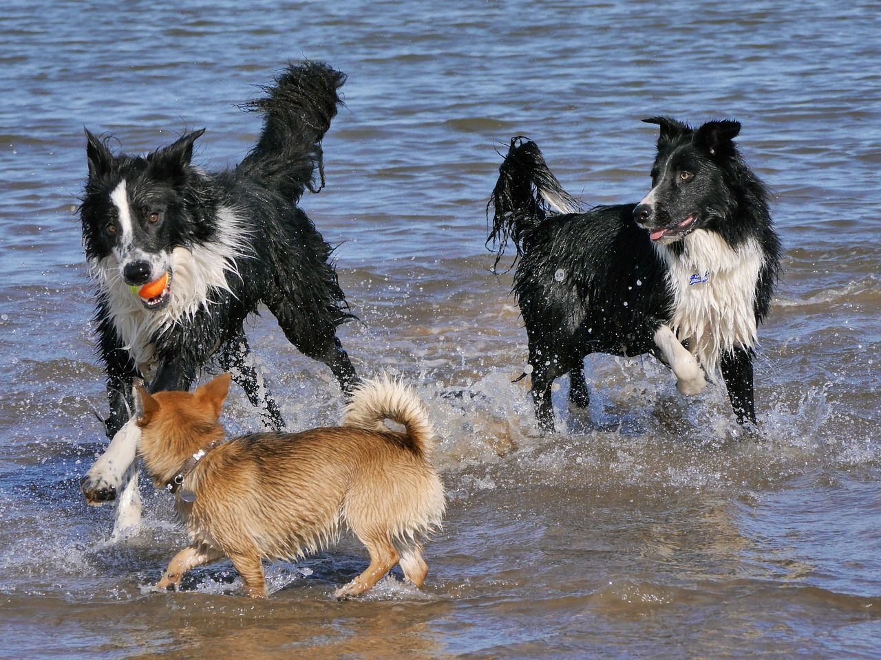 border collie dogs playing sea free photo