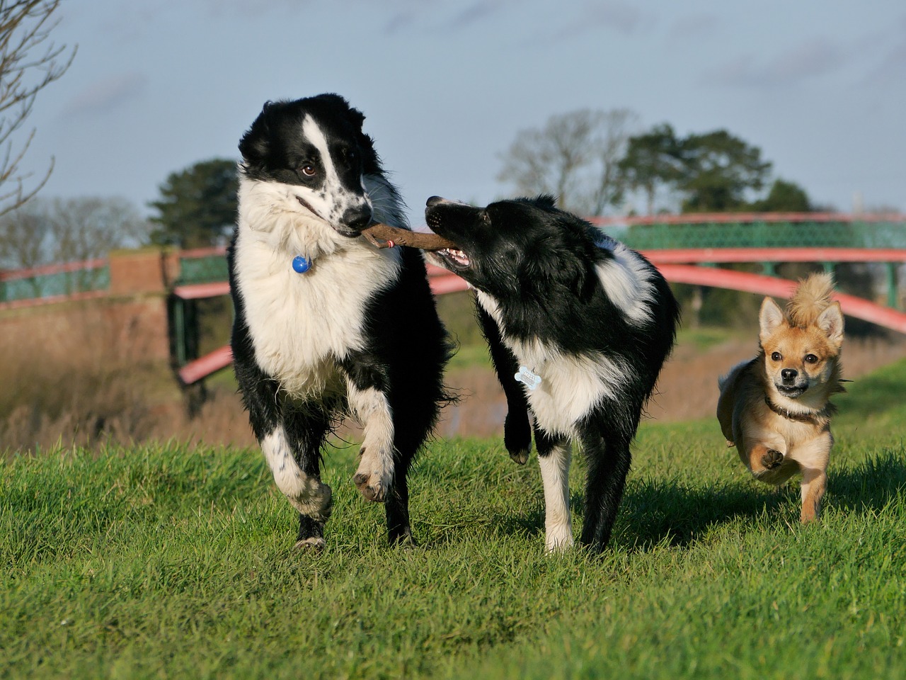 border collie dogs playing happy dogs free photo