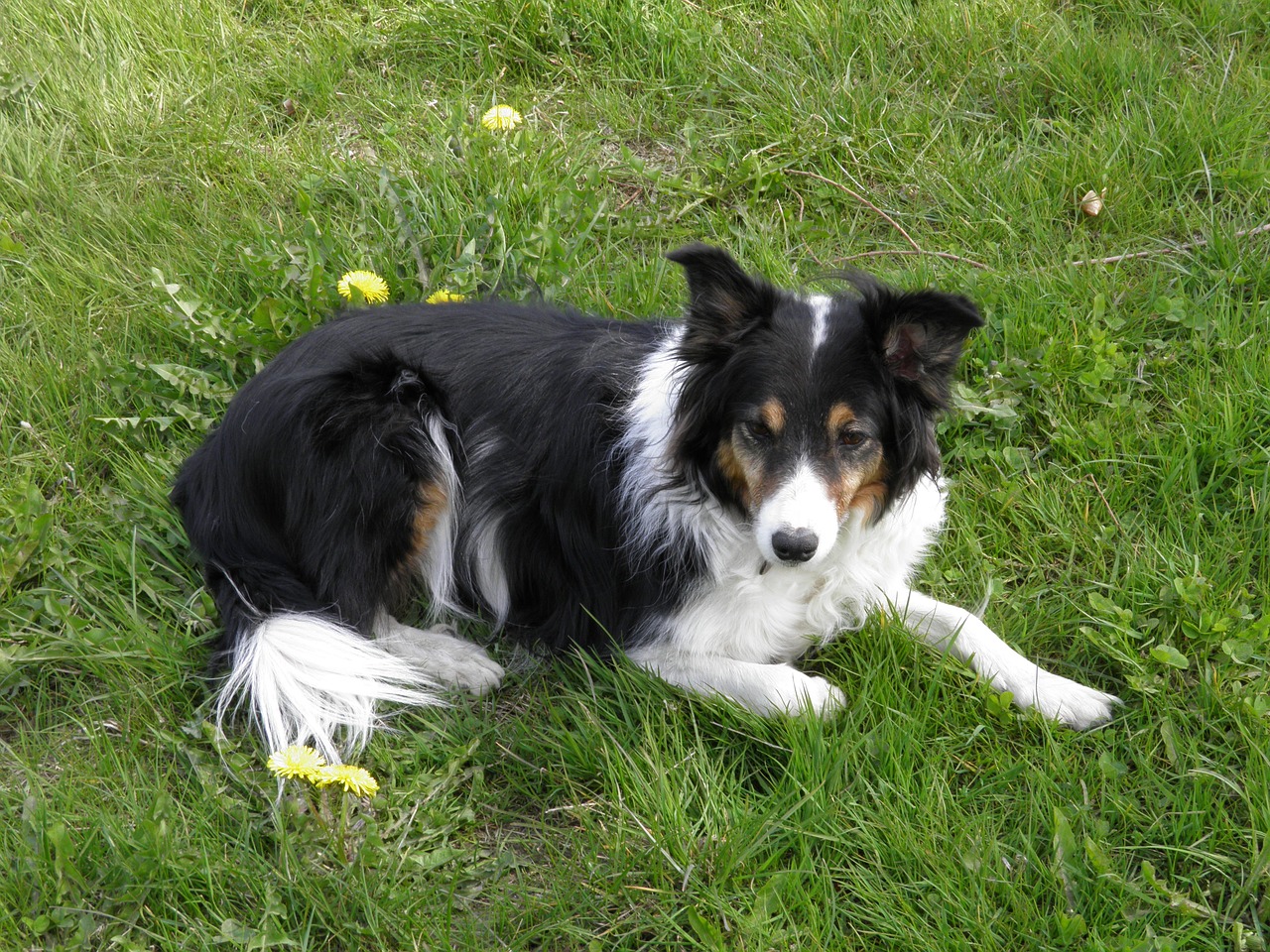 border-collie dog three colors free photo