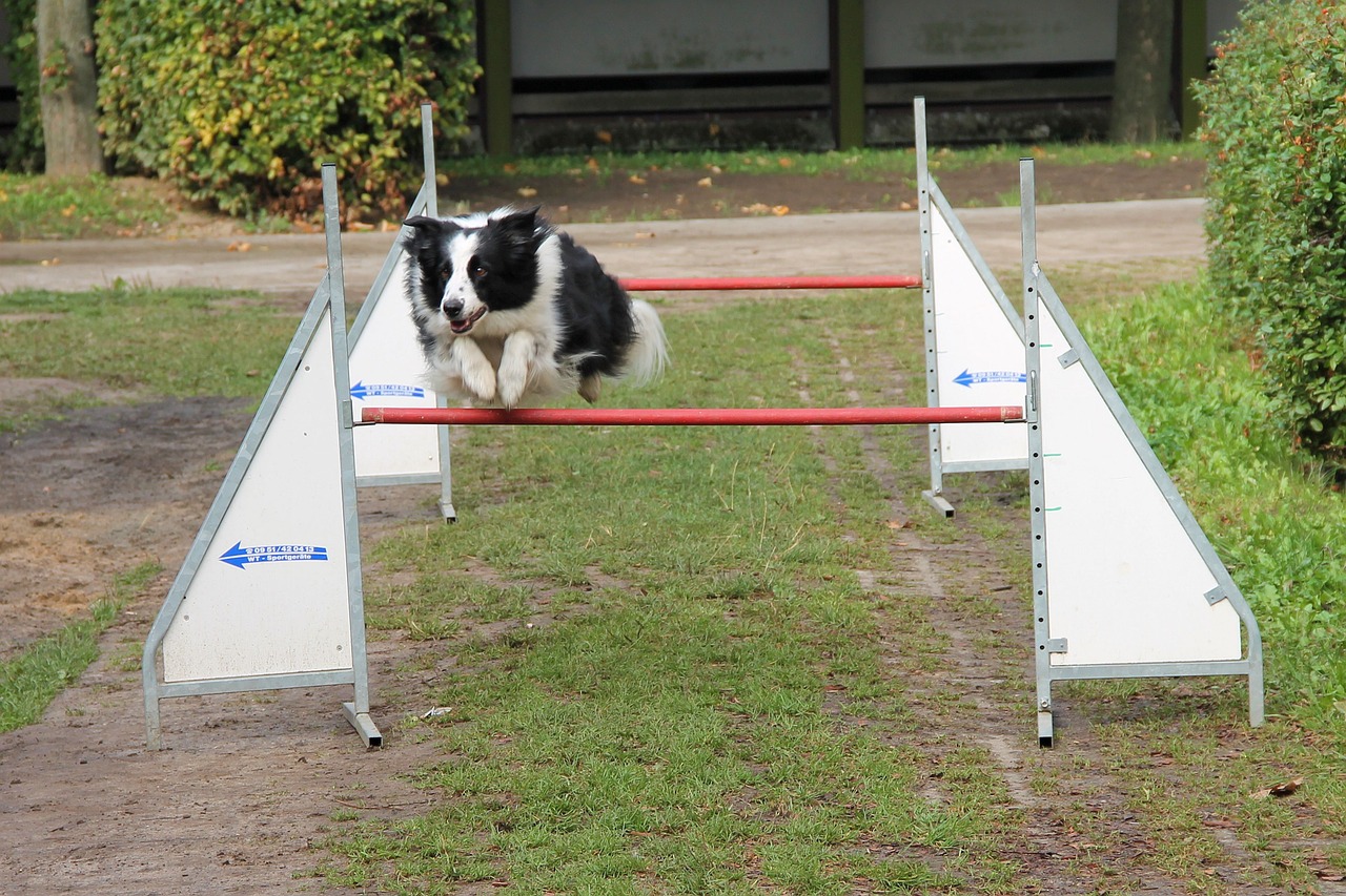 border collie hurdle jump hurdle free photo