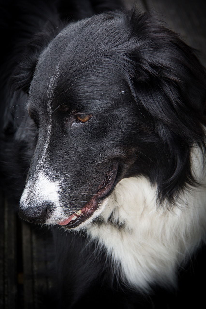 border collie dog black free photo