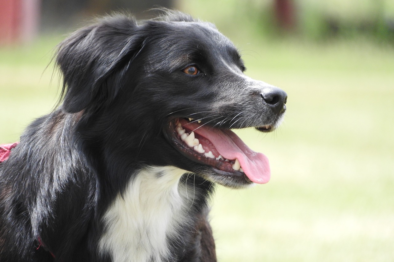 border collie collie cattle dog free photo